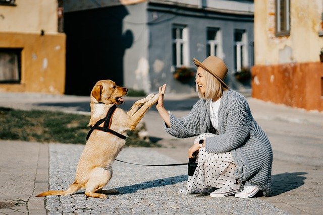 Dog Pick Up Lines