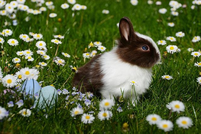 Best Easter Bunny Hare Captions for Instagram 2022