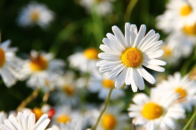 Best Beautiful Daisy Captions for Instagram