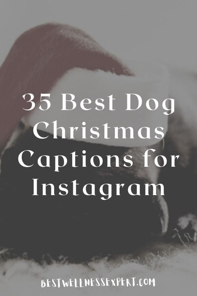 35 Best Dog Christmas Captions for Instagram