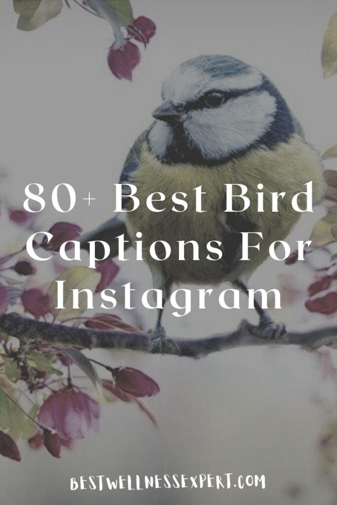 80+ Best Bird Captions For Instagram