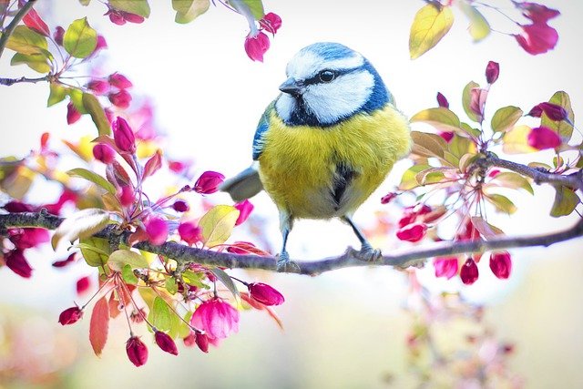Best Bird Captions For Instagram