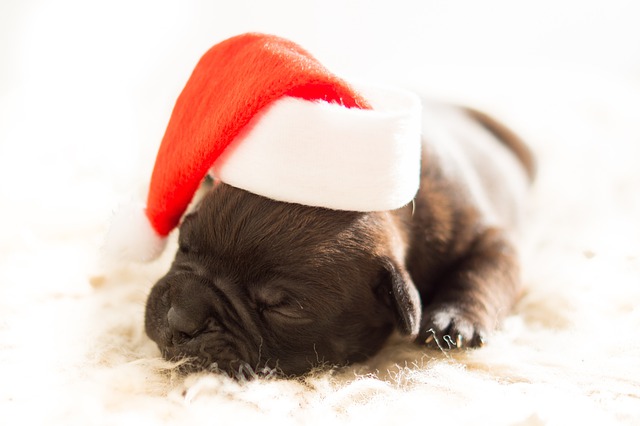 Best Dog Christmas Captions for Instagram