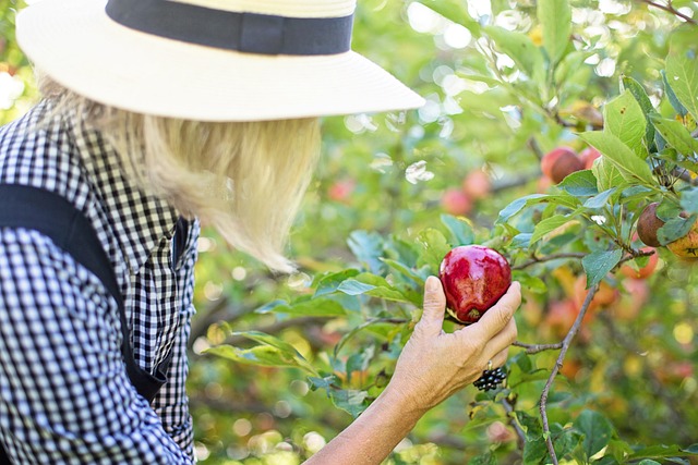 Apple Picking Captions for Instagram